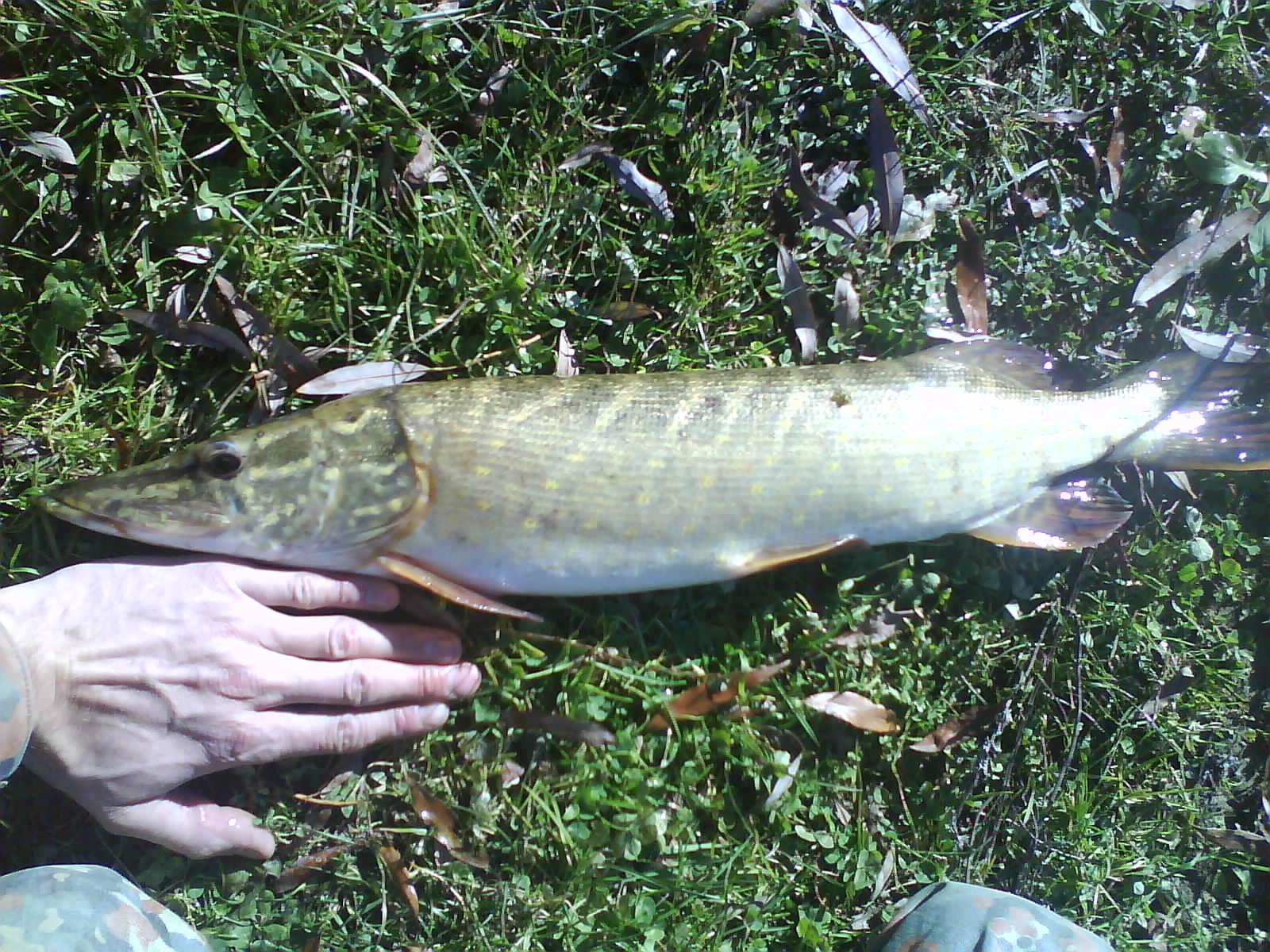 la rapitor - dsc00046.jpg